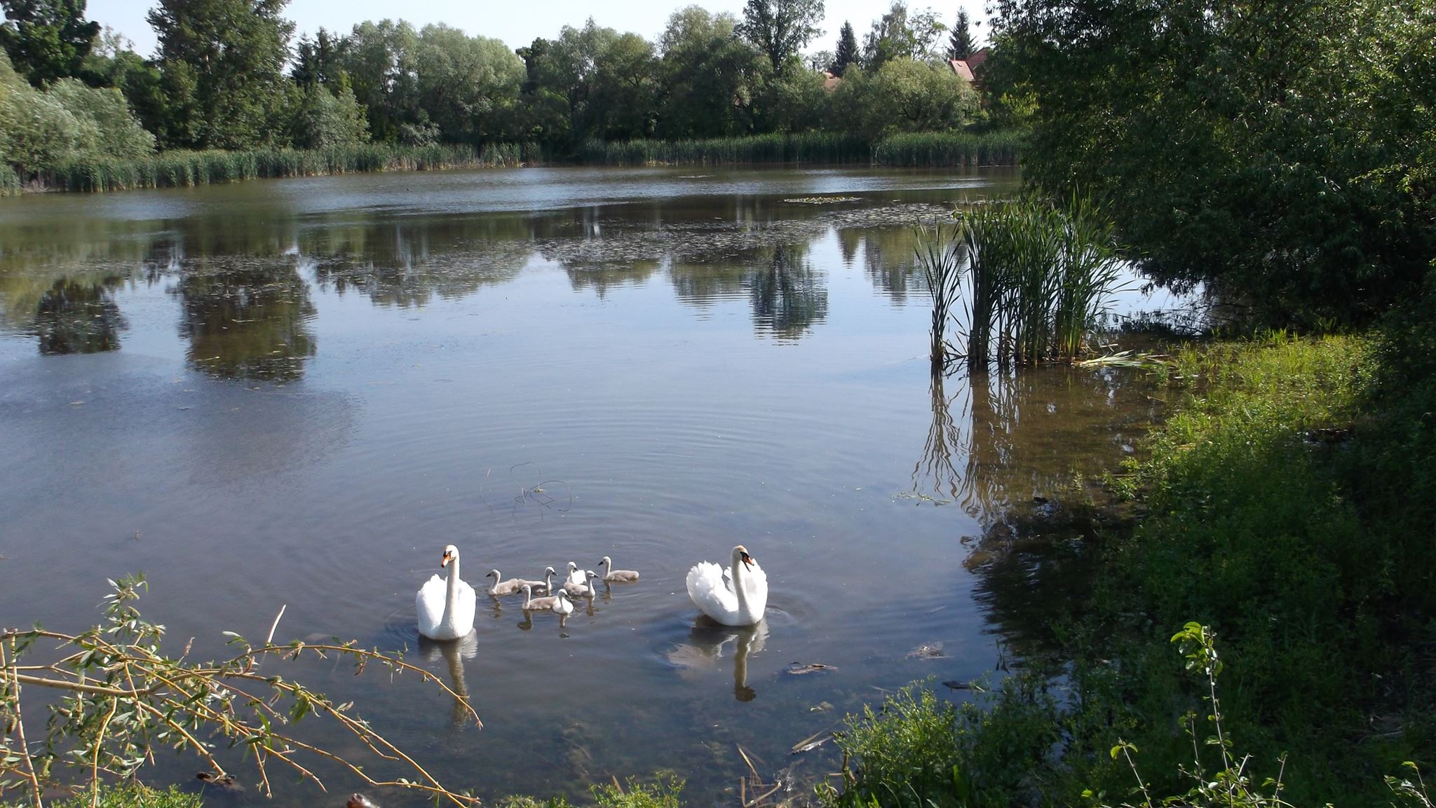 Vinodol - rybník
