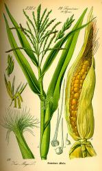 Viete, že ... ... kukurica siata, tak ako ju dnes poznáme, vznikla takmer pred 4000 rokmi v Mexiku?