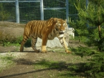 Zoo - tiger ussurijský