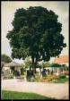 acer-platanoides-chraneny-strom